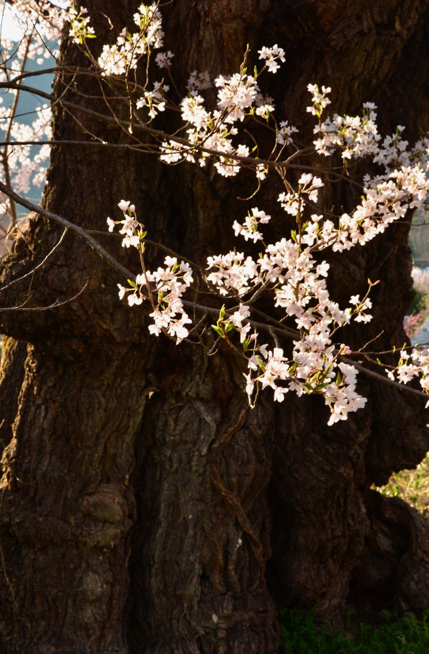 桜の花を求めて （小布施町・須坂市編）_e0099737_2058815.jpg