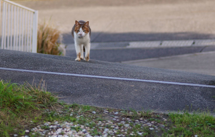 ポカポカフレンズ_b0060239_23184892.jpg