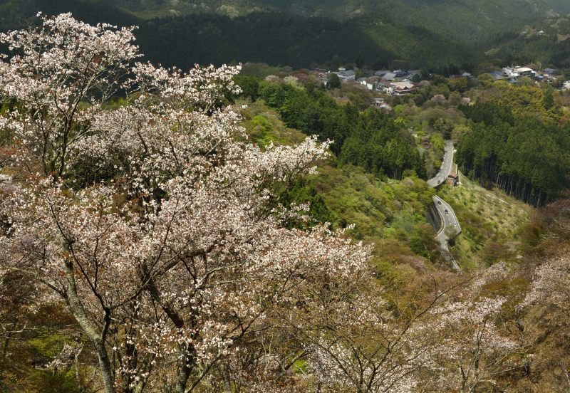 さくら　(吉野山上千本桜)_f0369541_18543658.jpg