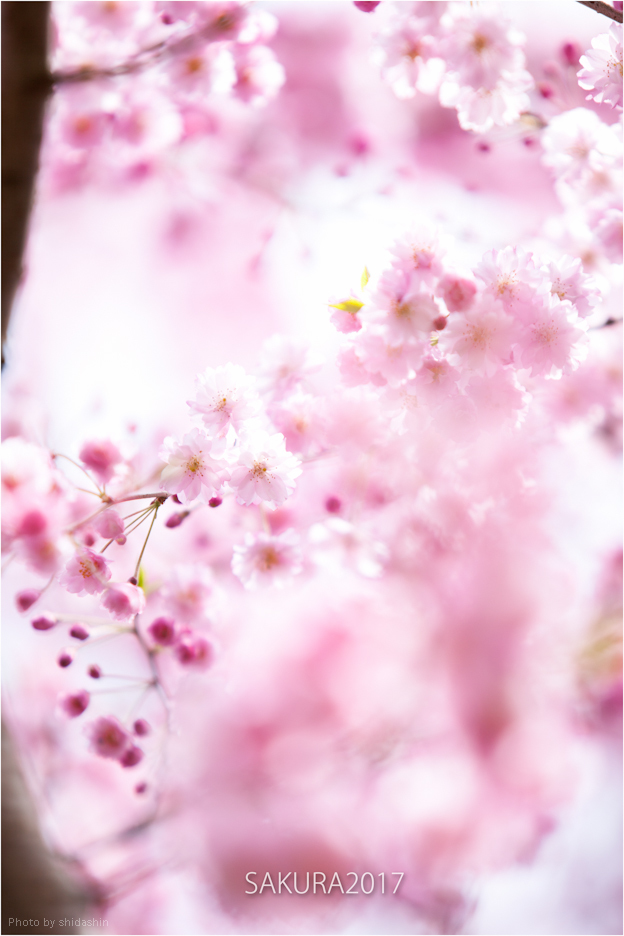 SAKURA2017_b0112642_22070021.jpg