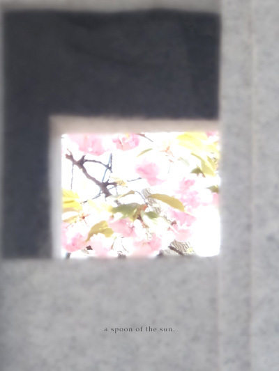 八重桜❀その2_c0096542_16001212.jpg