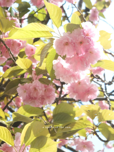 八重桜❀その2_c0096542_16001358.jpg