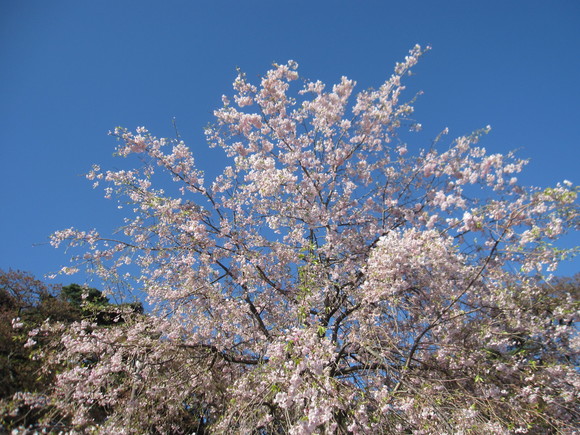 旅行ＮＯ１　桜を見に先ずは羽田へ_a0279743_2034209.jpg