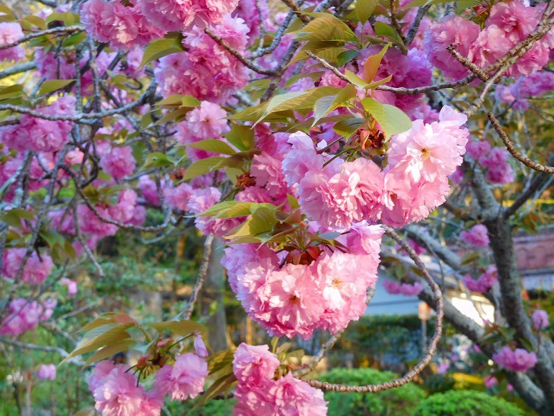 桜がなくても味のある「南禅寺」20170419_e0237645_16265330.jpg