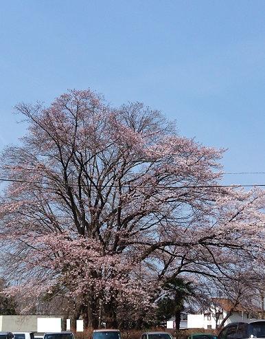 桜満開_f0087347_2144122.jpg