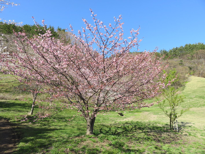 b0238249_20431298.jpg