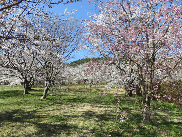 b0238249_20454398.jpg