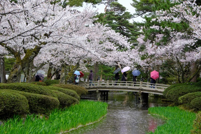 兼六園の桜_f0129062_19514457.jpg