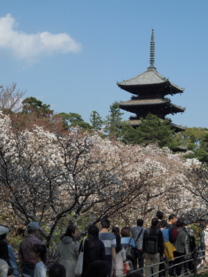 京都のお花見散歩 ～仁和寺～ (撮影:4月15日)_b0112263_1653467.jpg