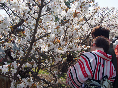 京都のお花見散歩 ～仁和寺～ (撮影:4月15日)_b0112263_16552148.jpg