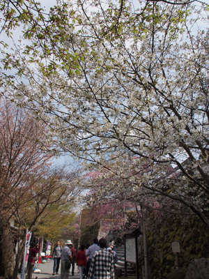 京都のお花見散歩 ～大原三千院～ (撮影:4月16日)_b0112263_1810536.jpg