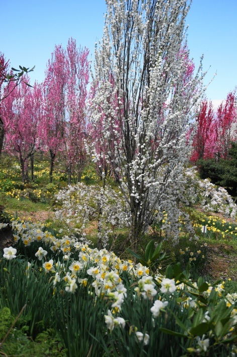 花の森　天神山ガーデンはハナモモ色　_a0195071_22104385.jpg