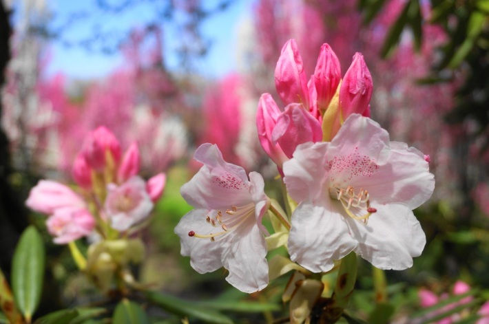 花の森　天神山ガーデンはハナモモ色　_a0195071_22170298.jpg