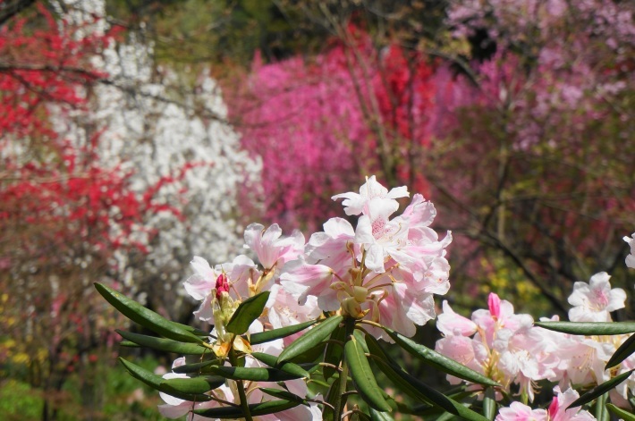 花の森　天神山ガーデンはハナモモ色　_a0195071_22192992.jpg