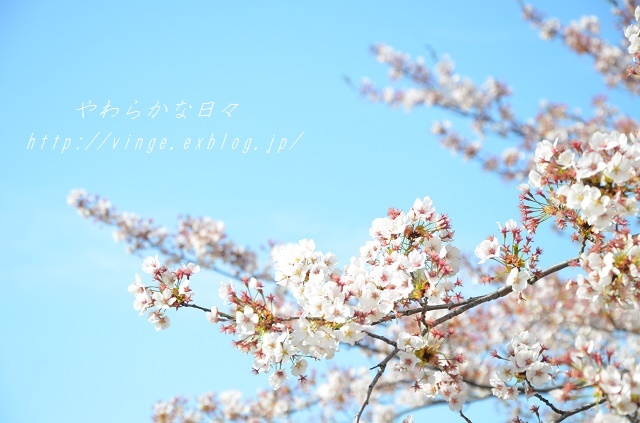 桜吹雪に・・・ならず_a0158478_11275933.jpg