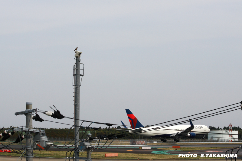 サシバとデルタ航空_b0368378_19282620.jpg