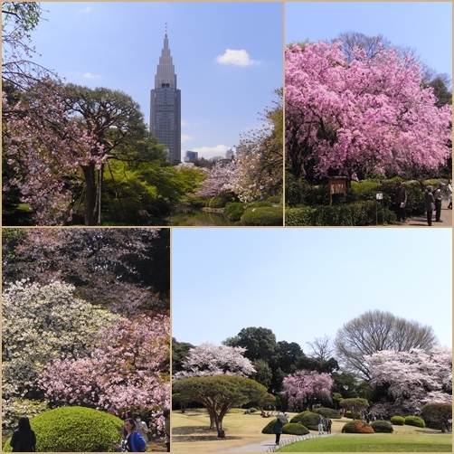 桜から新緑へ　　　　　４月２３日_e0106580_15021185.jpg