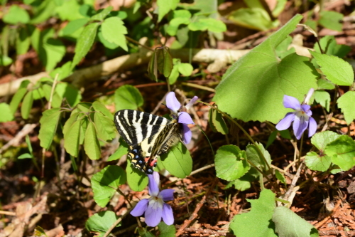 f0348480_17390117.jpg
