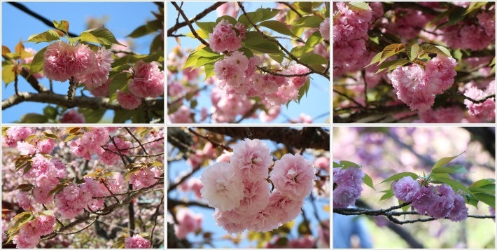 満開の牡丹桜を求めて、一心寺さんへ_b0175688_23540992.jpg