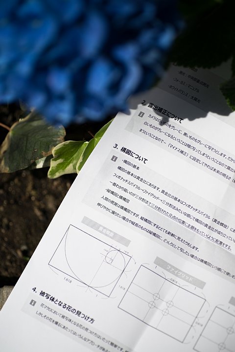 花のマクロ写真適性に問題のあるフォトグラファー_d0353489_20272668.jpg