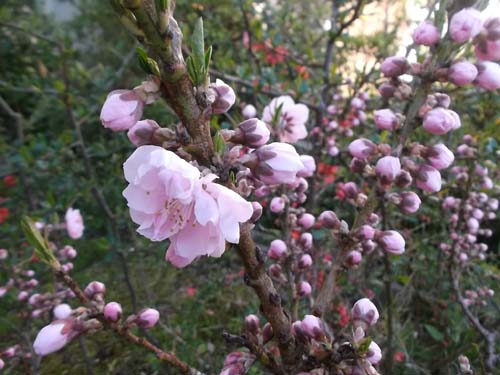 二つの桃の花&皮から手作り餃子_f0019498_16265058.jpg