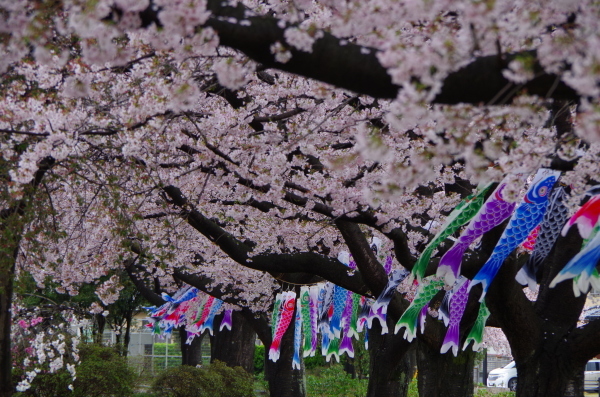 桜狩り　～　館林城沼_b0356401_22554126.jpg