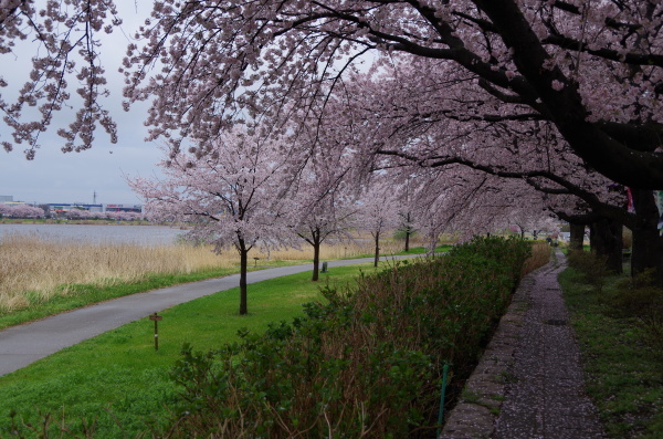 桜狩り　～　館林城沼_b0356401_22570797.jpg