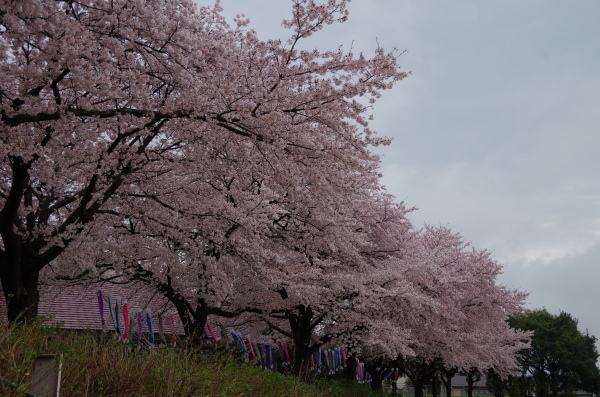 桜狩り　～　館林城沼_b0356401_22582866.jpg