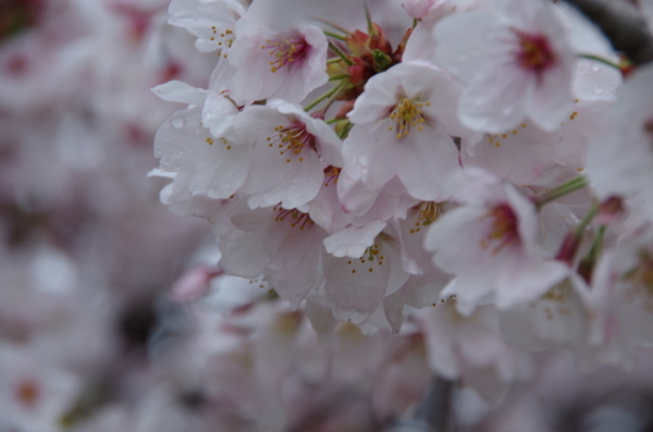 桜狩り　～　館林城沼_b0356401_23005853.jpg