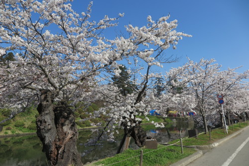 松岬公園の桜は満開・・・３_c0075701_21434718.jpg