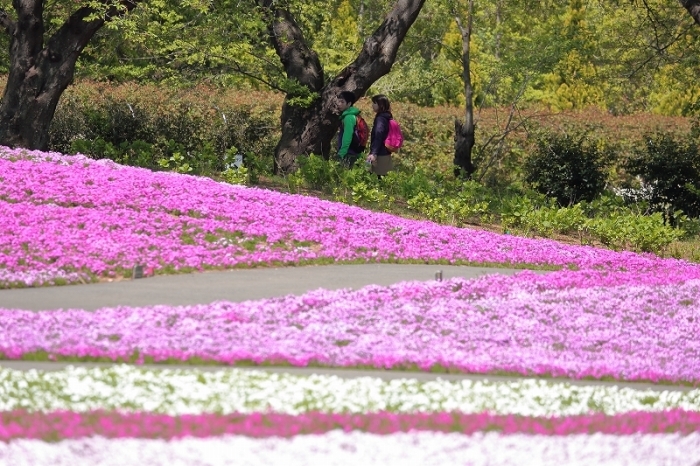 ネモフィラと 芝桜と 菜の花が同時に見頃を迎えた4 000種 100万株の花園 館林市 東武トレジャーガーデン 旅プラスの日記 ネモフィラと 芝桜と 菜の花が同時に見頃を迎えた4 000種 100万株の花園 館林市 東武トレジャーガーデン 旅プラスの日記