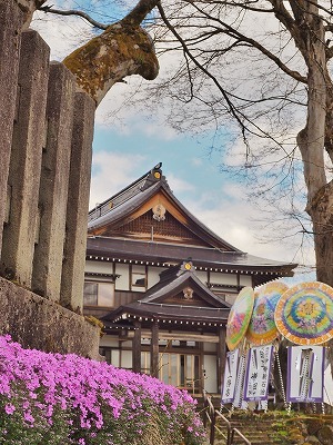 枝垂れ桜　もうすぐ満開です！_c0336902_18465480.jpg