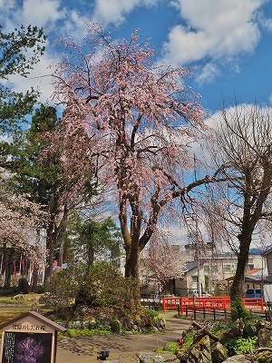 枝垂れ桜　もうすぐ満開です！_c0336902_18465903.jpg