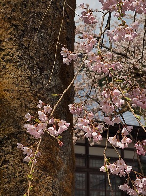 枝垂れ桜　もうすぐ満開です！_c0336902_18470453.jpg