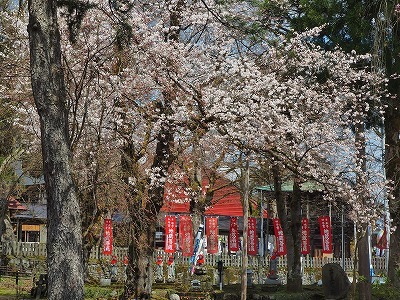 枝垂れ桜 もうすぐ満開です!_c0336902_18470967.jpg