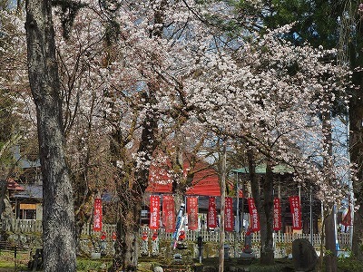 枝垂れ桜　もうすぐ満開です！_c0336902_18470967.jpg