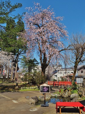 枝垂れ桜が満開になりました_c0336902_19522928.jpg