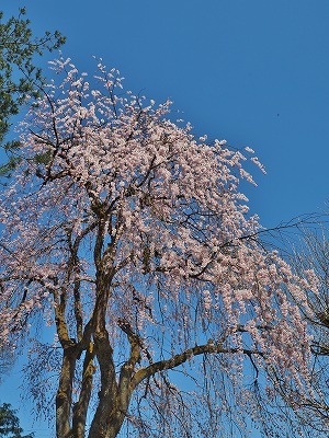 枝垂れ桜が満開になりました_c0336902_19523369.jpg