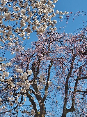 枝垂れ桜が満開になりました_c0336902_19525180.jpg
