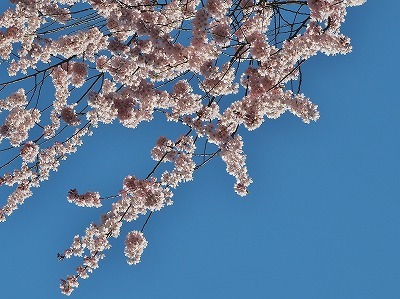 枝垂れ桜が満開になりました_c0336902_19530067.jpg