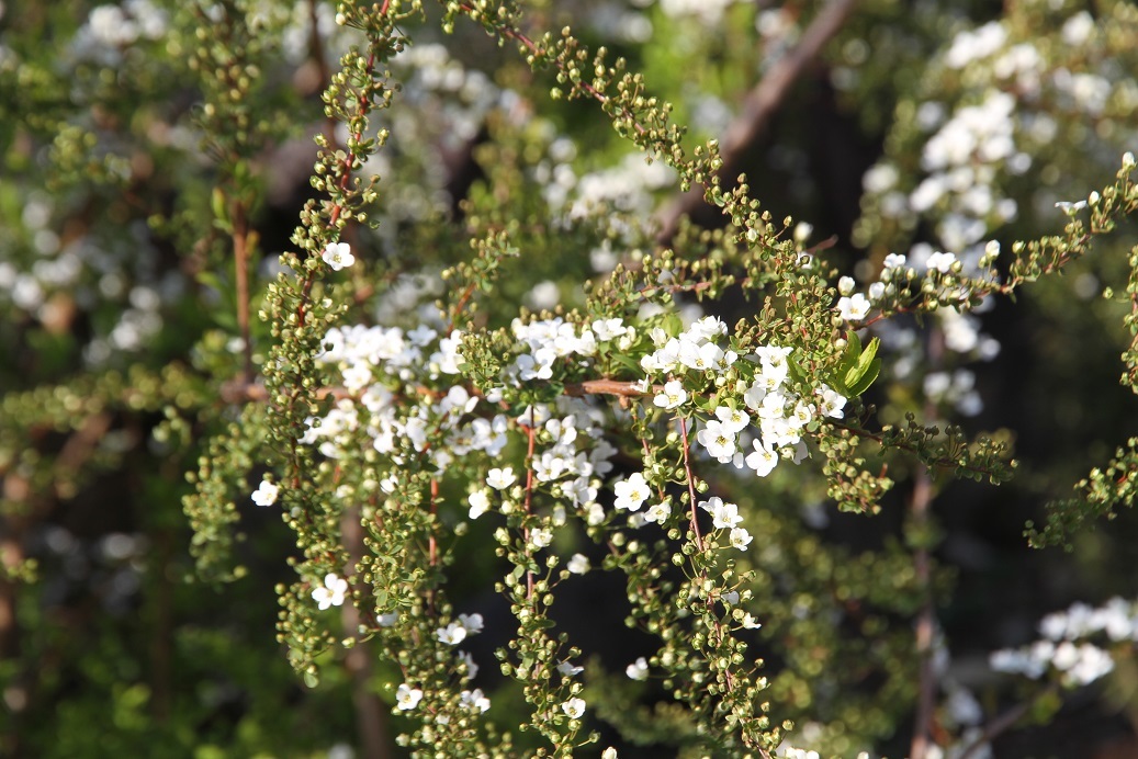 白くて小さな花を咲かせるユキヤナギ_c0366802_17125973.jpg