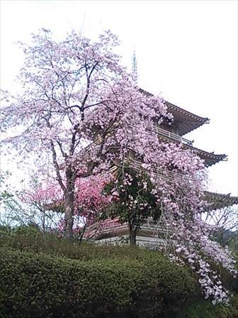 浄専寺のしだれ桜　_c0104206_18245330.jpg