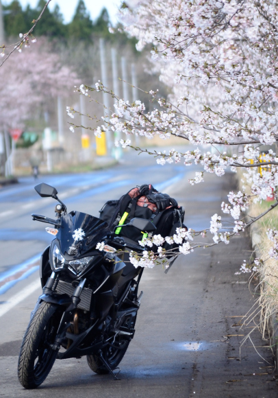 【あるとと】桜を見たり山に行ってみた【Ｚ２５０】_c0336907_19163961.jpg