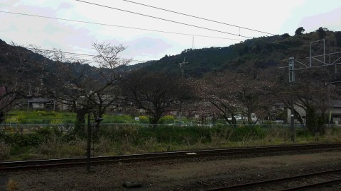 今年の桜は…_f0232407_09495619.jpg