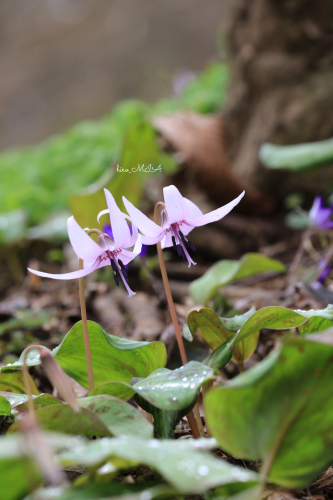 カタクリの花が咲いたら_f0326207_19122681.jpg