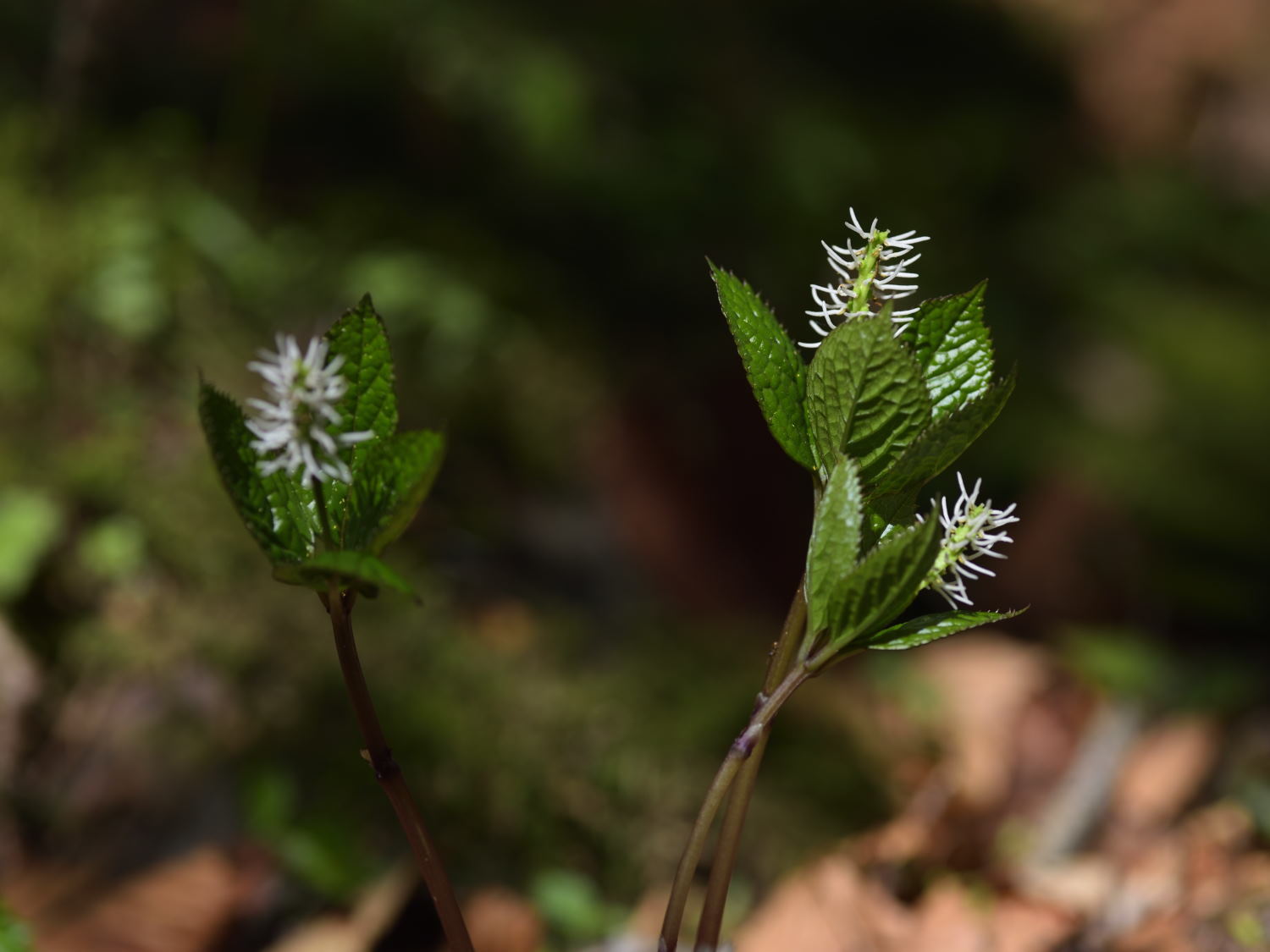 b0277008_22352870.jpg