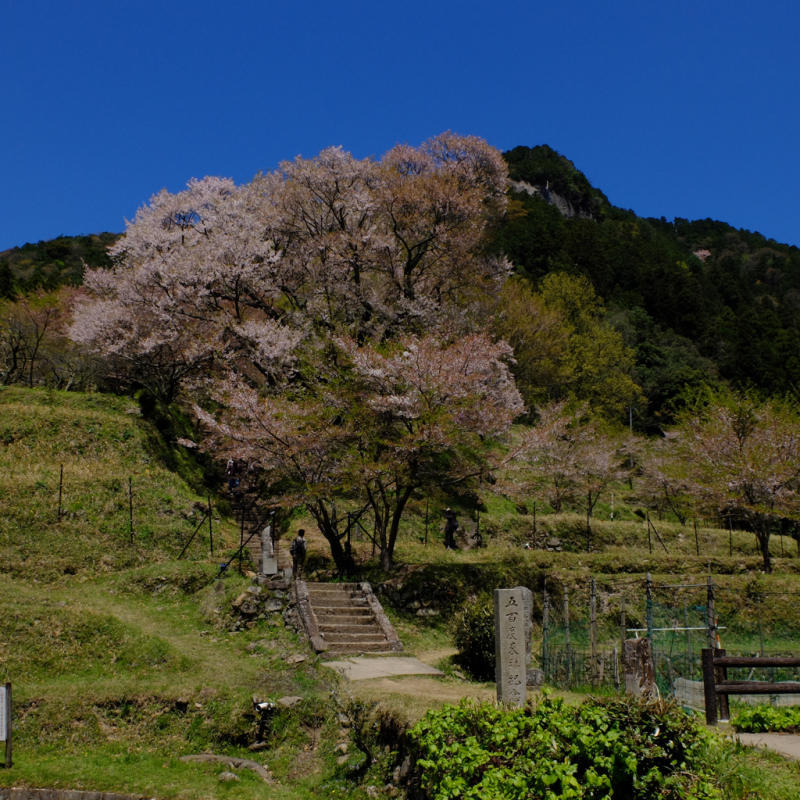 仏隆寺の千年桜を見て来ました_b0045109_00054879.jpg