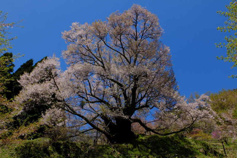 仏隆寺の千年桜を見て来ました_b0045109_00054907.jpg
