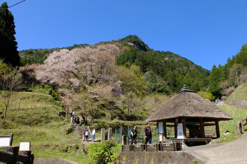 仏隆寺の千年桜を見て来ました_b0045109_00055435.jpg