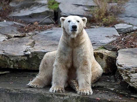 ベルリン動物園 (Zoo Berlin)のヴァロージャがベルリン動物公園(Tierpark Berlin)に帰還_a0151913_22532865.jpg